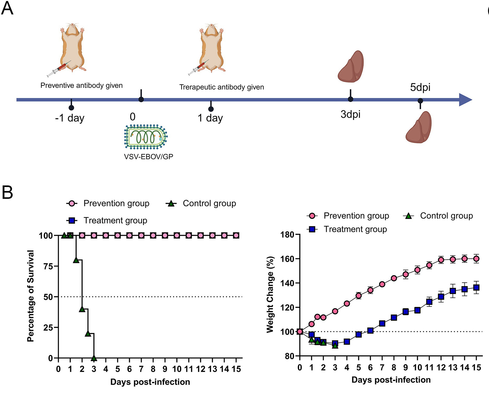 Establishment and application of a surrogate model for human Ebola virus disease in BSL-2 laboratory